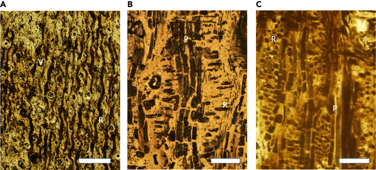 Figure 7