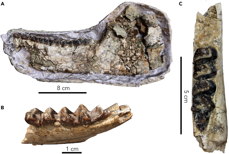 Figure 11