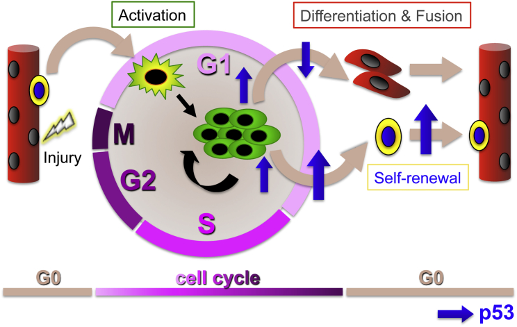 Figure 7