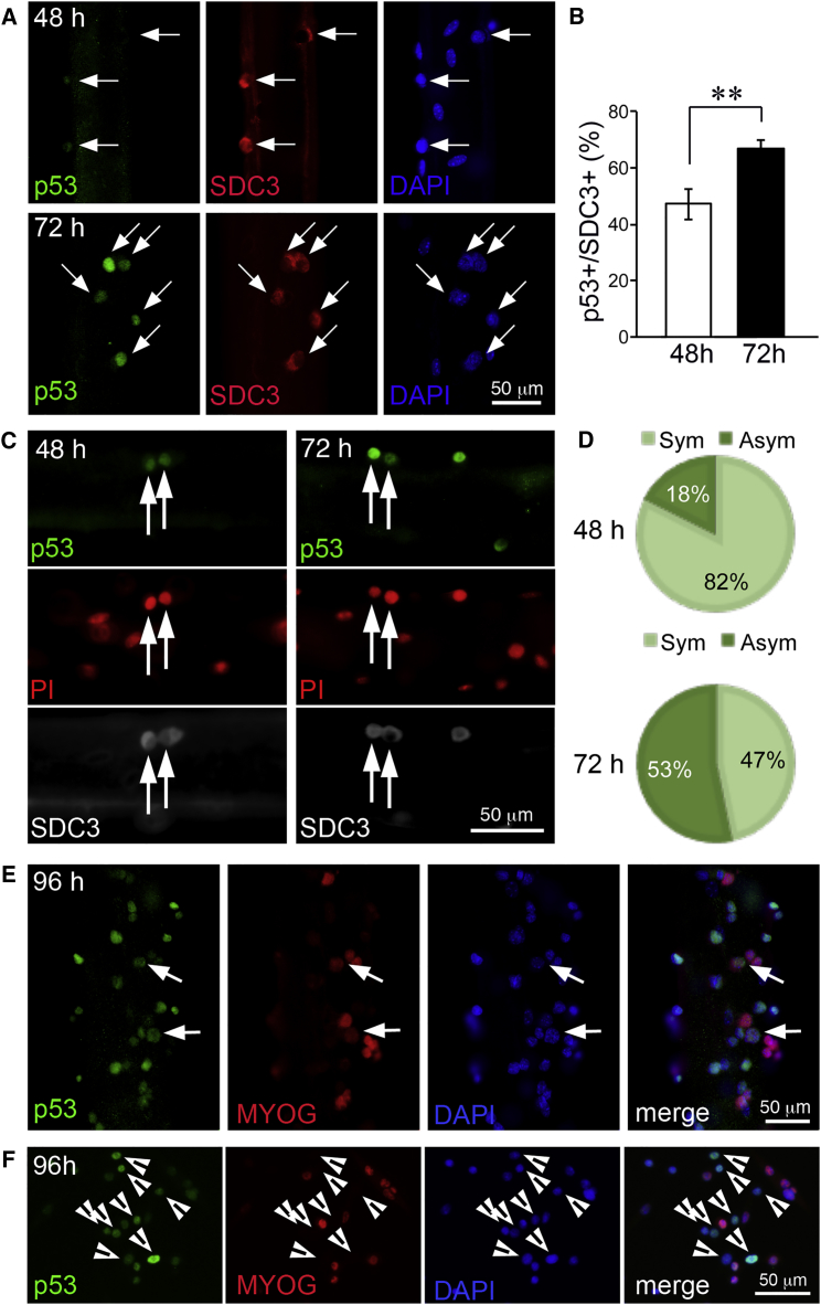 Figure 3