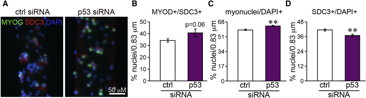 Figure 4