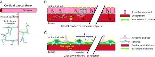 Fig. 7.