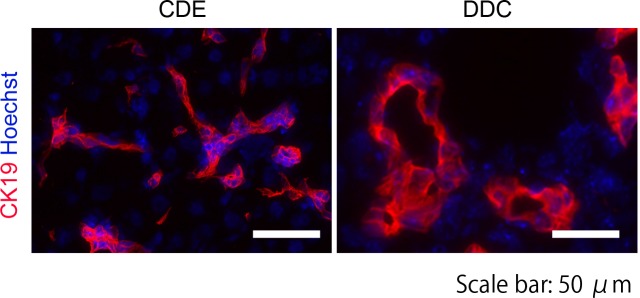 Figure 1—figure supplement 1.