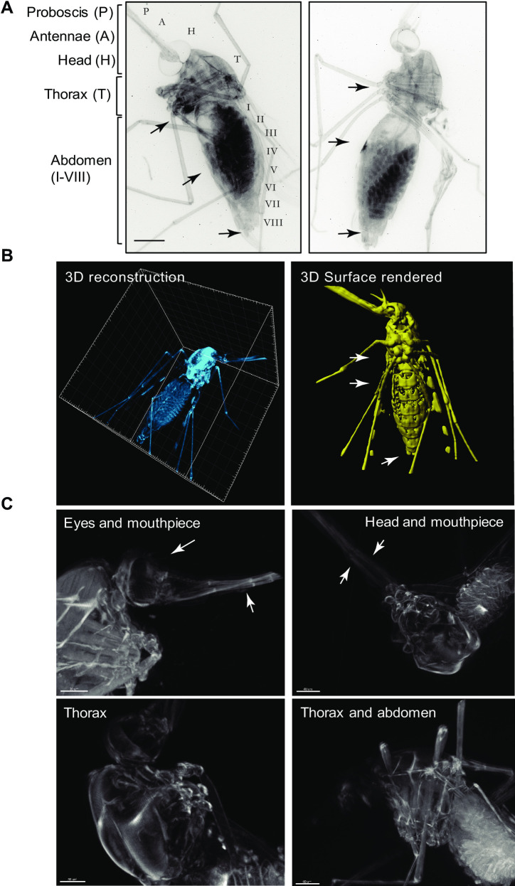 Fig 3