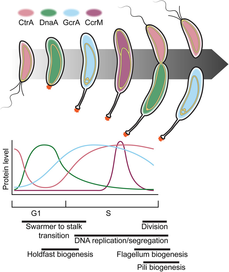 FIG 4