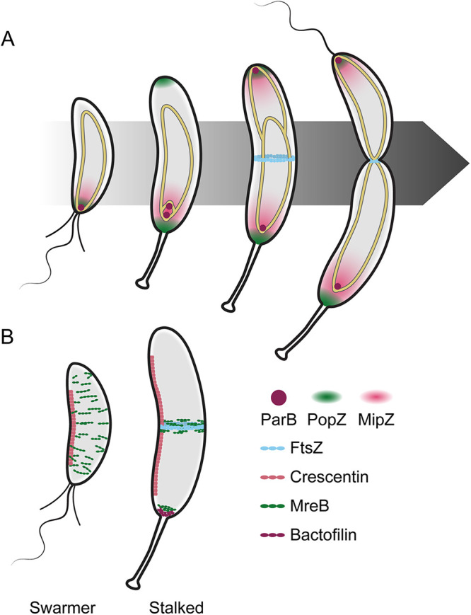 FIG 5