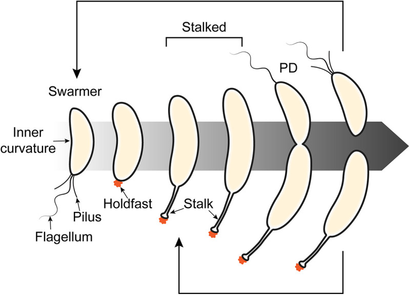 FIG 2