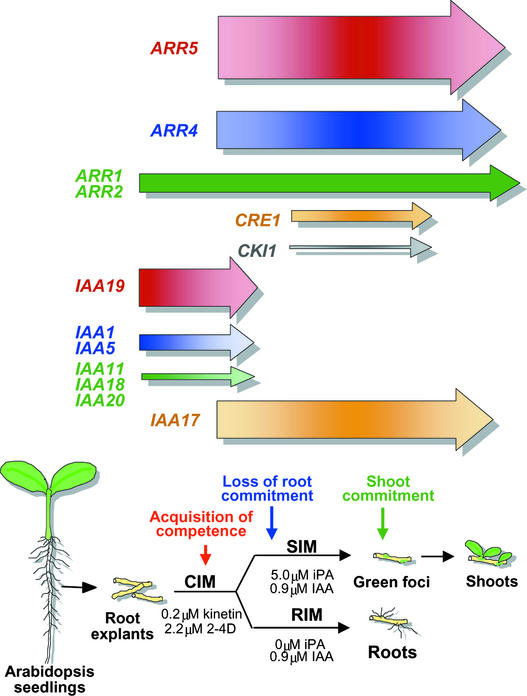 Figure 7.