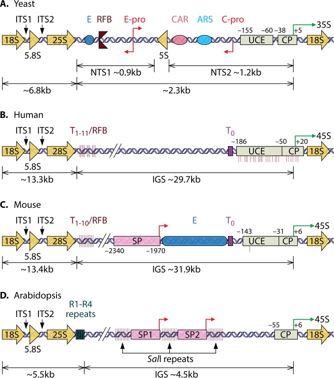 FIG 1