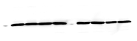 GAPDH p P38 Figure3E