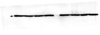 GAPDH ERK Figure3C