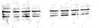pP38 Figure 3E