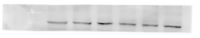 GluA1 Figure 4B