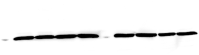 GAPDH P38 Figure3E