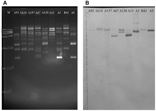 FIGURE 5