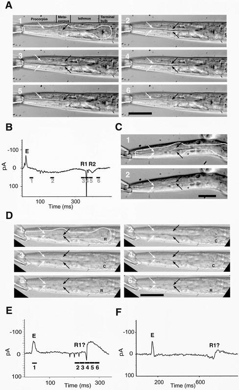 Figure 5.