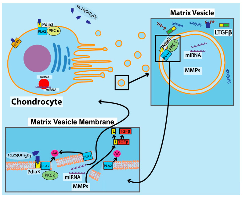 The Role of Matrix-Bound Extracellular Vesicles in the Regulation of ...