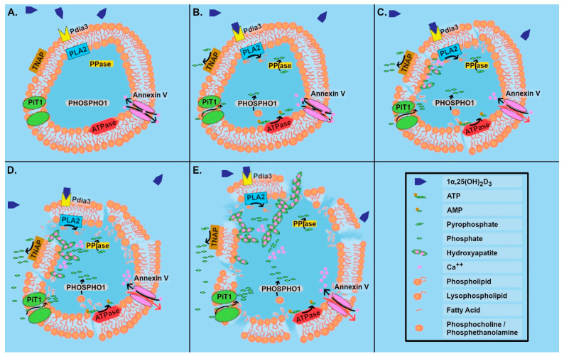 The Role of Matrix-Bound Extracellular Vesicles in the Regulation of ...