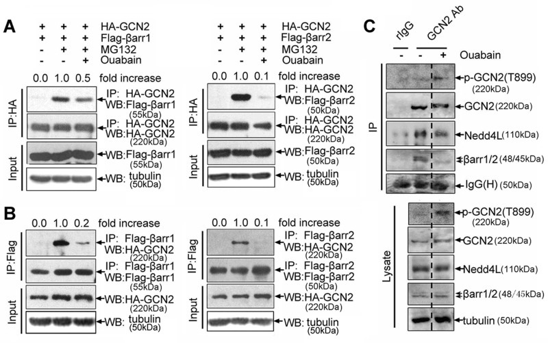 FIGURE 7: