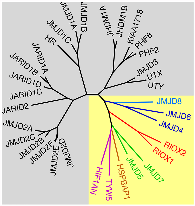 The small members of the JMJD protein family: enzymatic jewels or ...