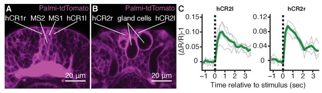 Figure 2—figure supplement 2.