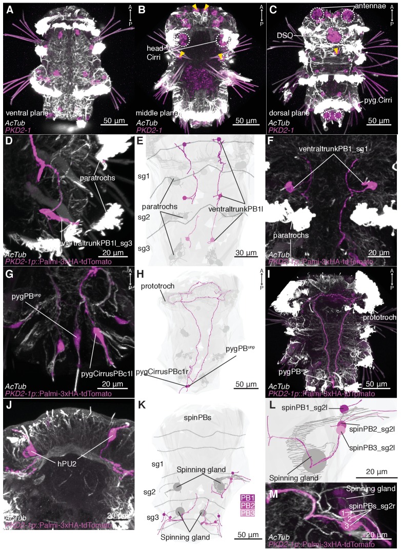 Figure 3—figure supplement 2.