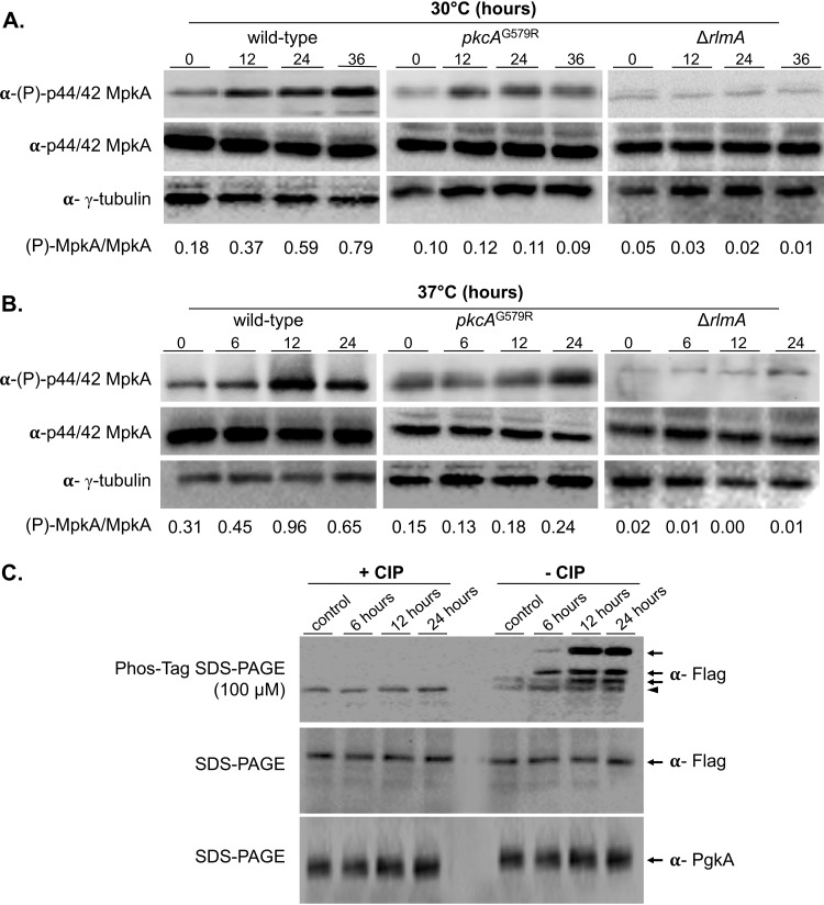 FIG 2