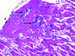 Appendix Figure 2.