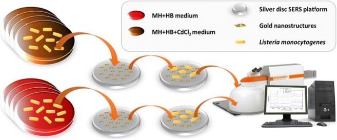 Graphical abstract