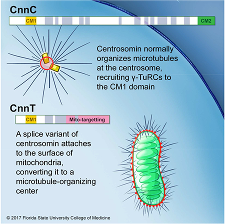 graphic file with name nihms-886164-f0001.jpg