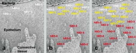 Fig. 2