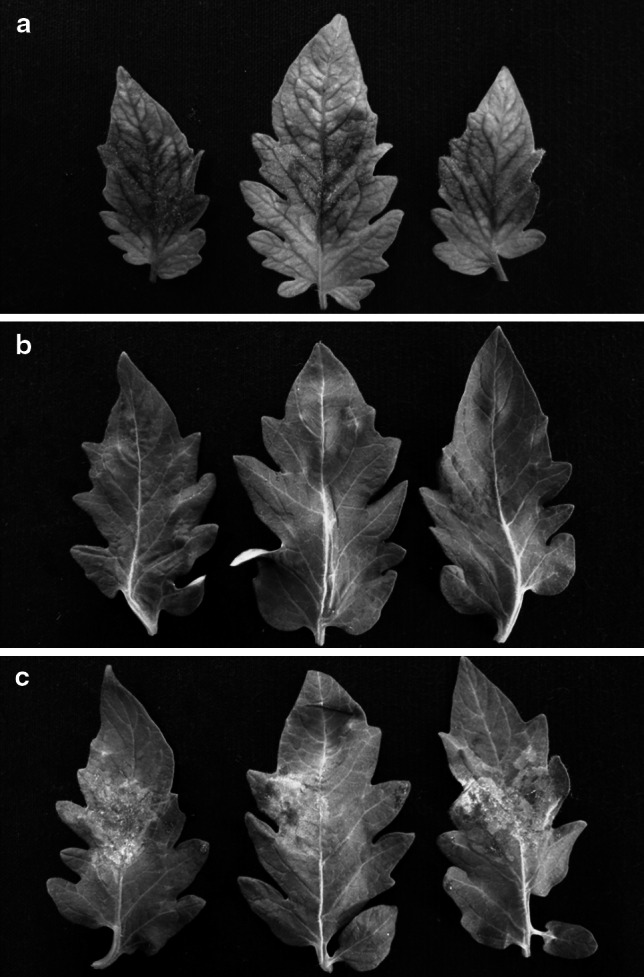 Fig. 5