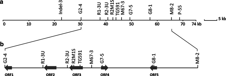 Fig. 1