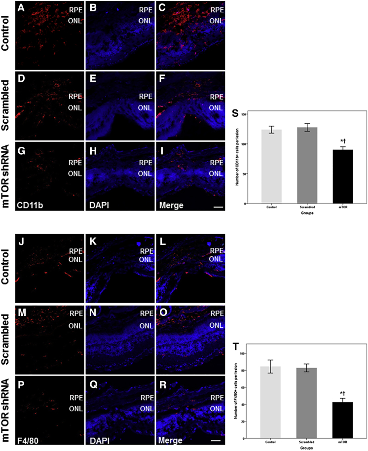 Figure 6