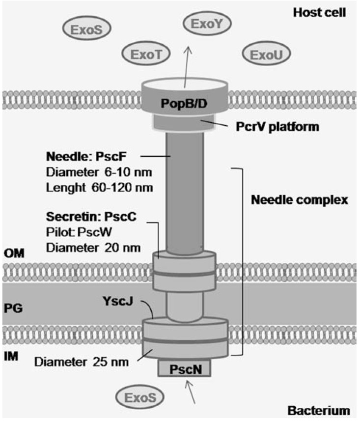 Fig. (1)