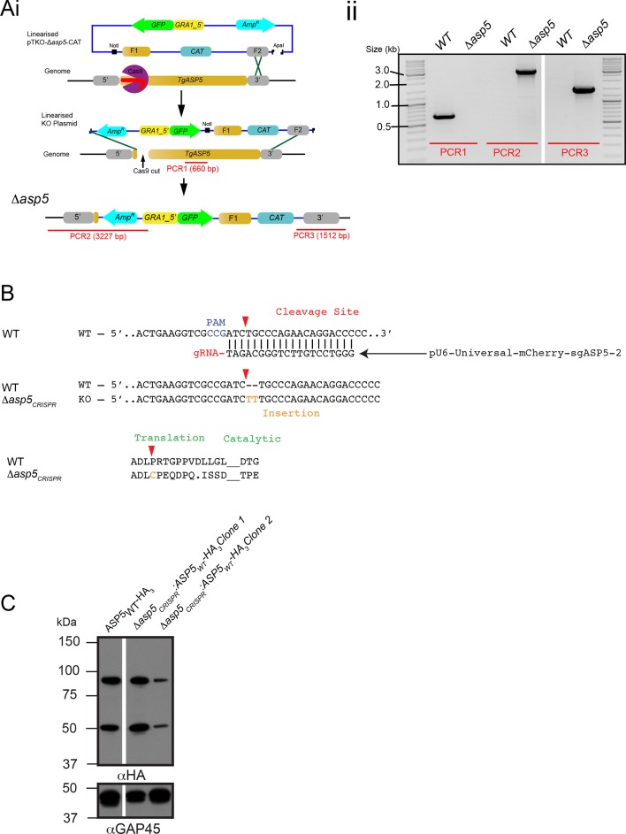 Figure 4—figure supplement 1.