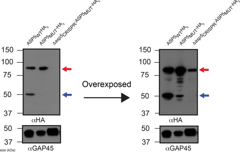 Figure 2—figure supplement 2.