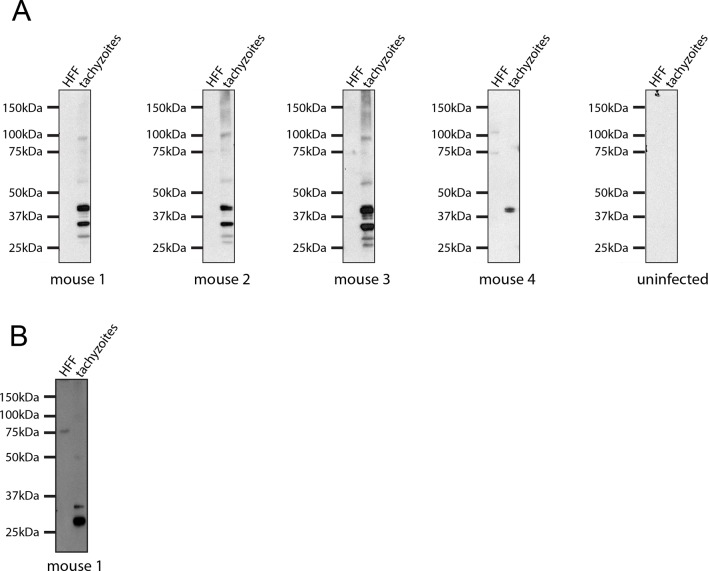 Figure 10—figure supplement 1.