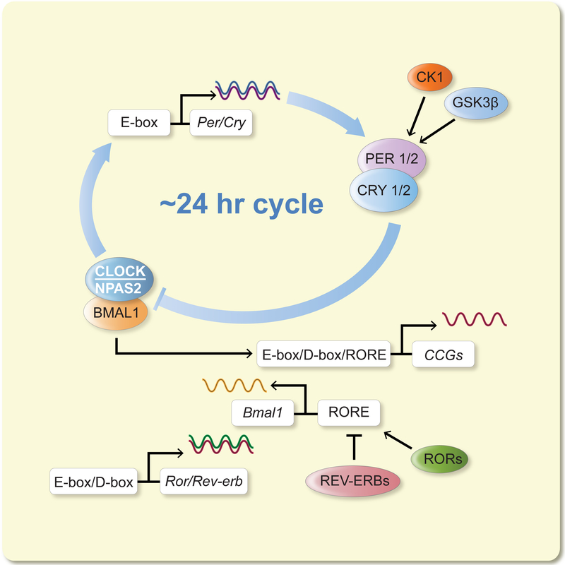 Figure 1: