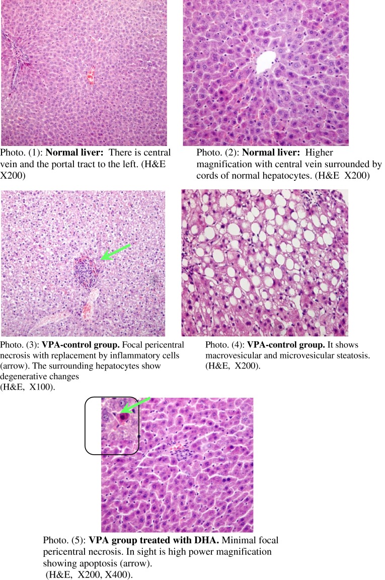 Fig. 4