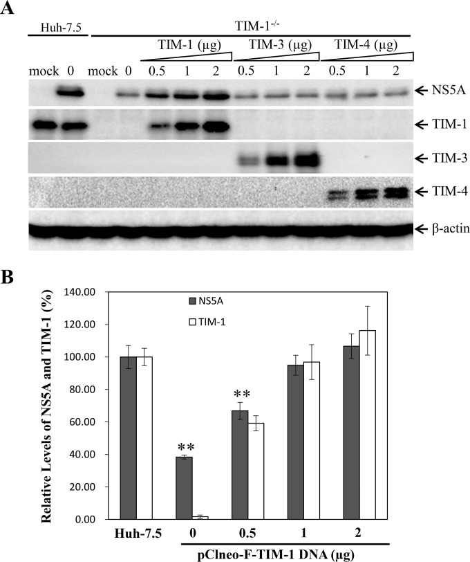 FIG 6