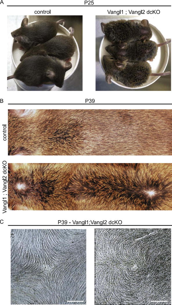 Fig. 10