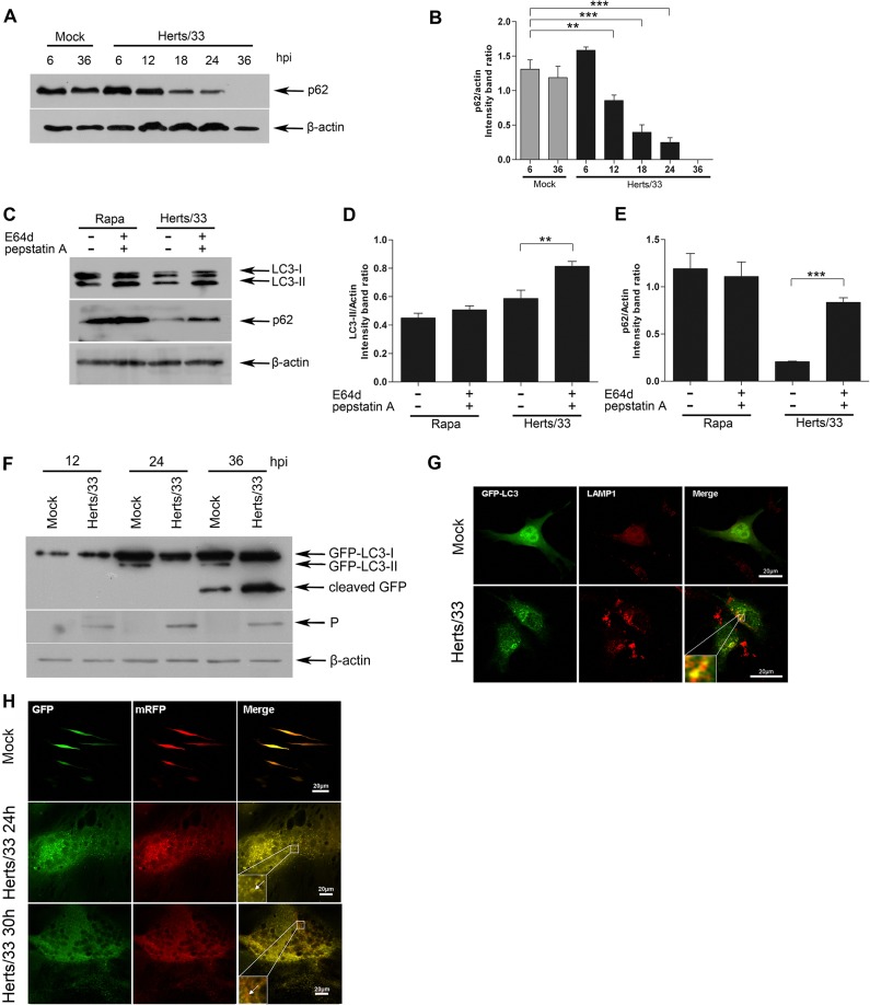 FIG 2