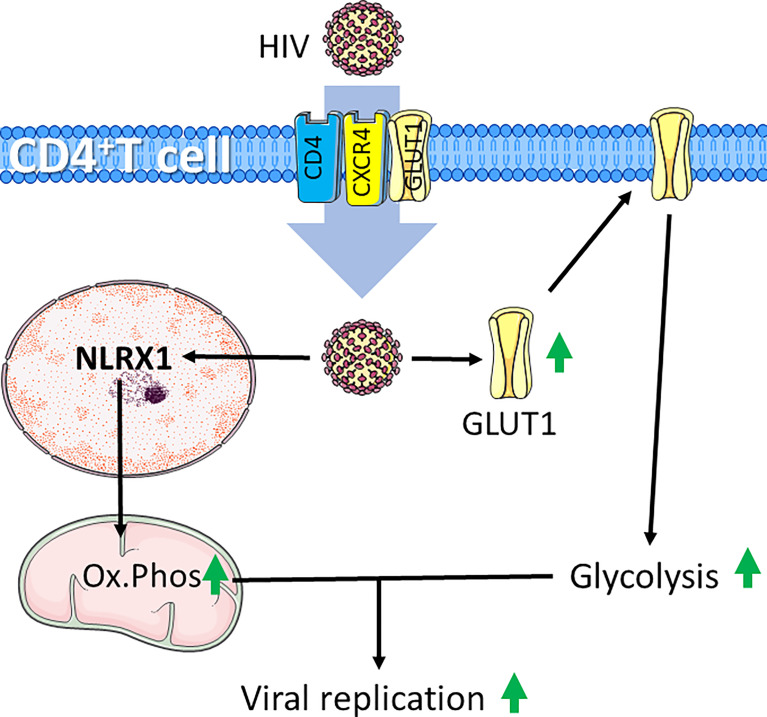 Figure 4