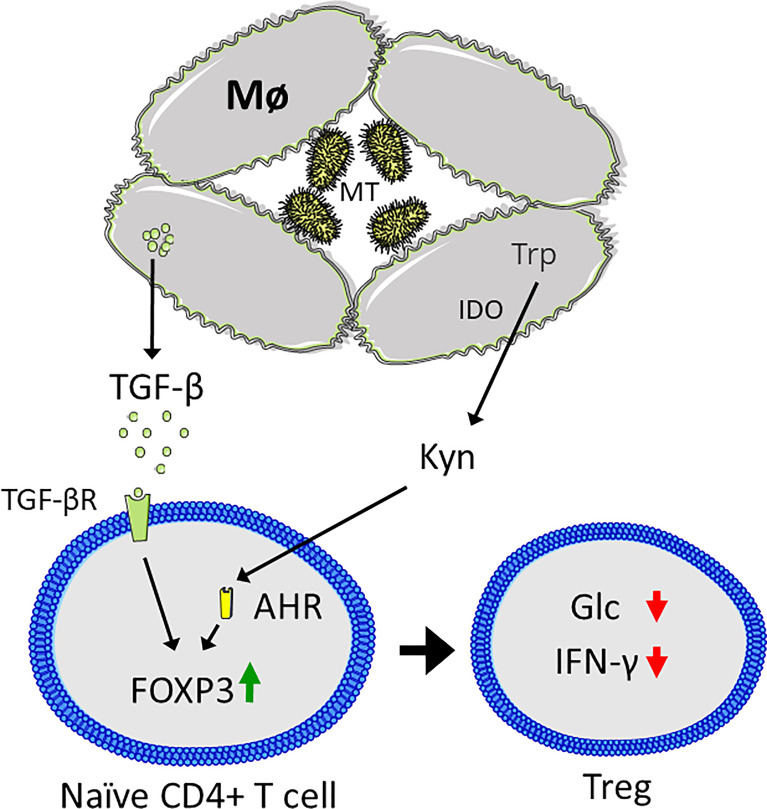 Figure 5