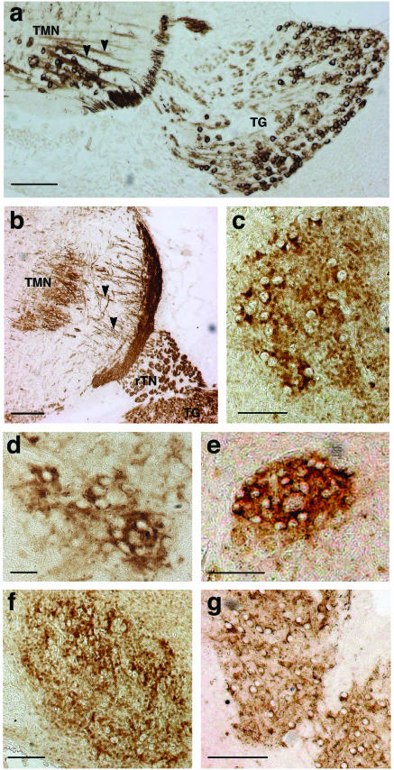 FIG.2.