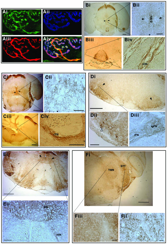 FIG.4.