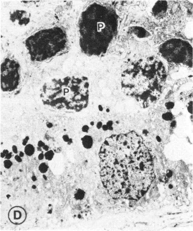 FIGURE 26 D