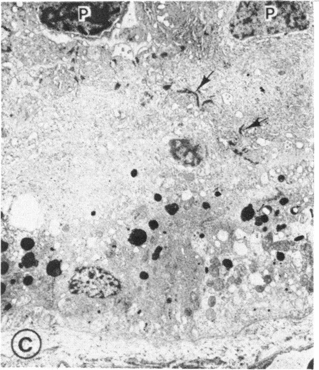 FIGURE 26 C