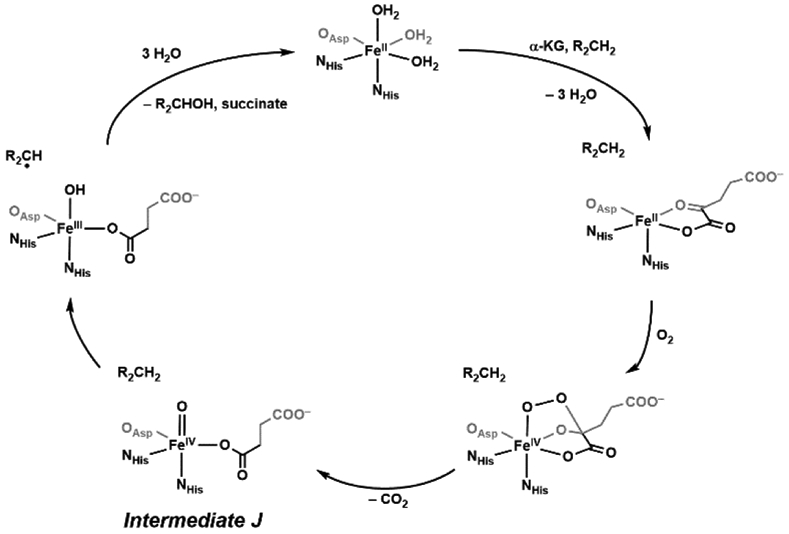 Scheme 3.